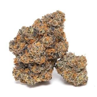 King Louis Garcia (Growers Choice) feminizada