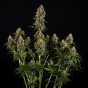 Runtz F1 Automatic (Zamnesia Seeds) feminizada