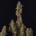 Watermelon Candy F1 Automatic (Zamnesia Seeds) feminizada