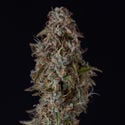 Watermelon Candy F1 Automatic (Zamnesia Seeds) feminizada