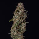 Watermelon Candy F1 Automatic (Zamnesia Seeds) feminizada