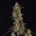 Watermelon Candy F1 Automatic (Zamnesia Seeds) feminizada