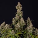 Wurlz F1 Automatic (Zamnesia Seeds) feminizada