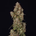 Wurlz F1 Automatic (Zamnesia Seeds) feminizada