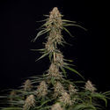 Blue Cheese F1 Automatic (Zamnesia Seeds) feminizada