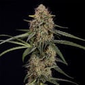 Blue Cheese F1 Automatic (Zamnesia Seeds) feminizada