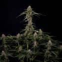 Blue Cheese F1 Automatic (Zamnesia Seeds) feminizada