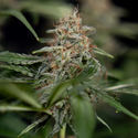 Blue Cheese F1 Automatic (Zamnesia Seeds) feminizada