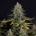 Karen Kush (Zamnesia Seeds) feminizada