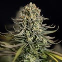 Karen Kush (Zamnesia Seeds) feminizada