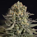 Karen Kush (Zamnesia Seeds) feminizada