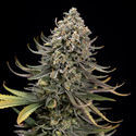 Karen Kush (Zamnesia Seeds) feminizada