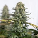 Karen Kush (Zamnesia Seeds) feminizada