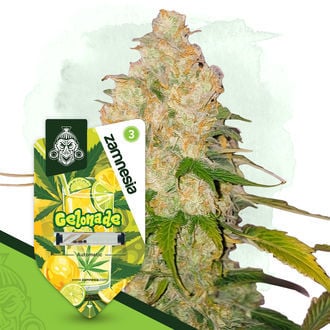 Gelonade Automatic (Zamnesia Seeds) feminizada