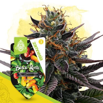 Black Runtz Automatic (Zamnesia Seeds) feminizada