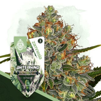 White Rhino (Zamnesia Seeds) feminizada