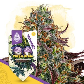 Purple Urkle (Zamnesia Seeds) feminizada