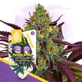 Purple Urkle Auto (Zamnesia Seeds) feminizada