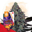 Slurricane Automatic (Zamnesia Seeds) feminizada