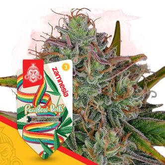 Rainbow Belts Automatic (Zamnesia Seeds) feminizada