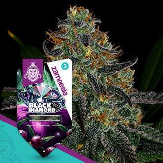 Black Diamond (Zamnesia Seeds) feminizada