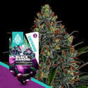 Black Diamond Automatic (Zamnesia Seeds) feminizada