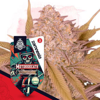 Motorbreath (Zamnesia Seeds) feminizada