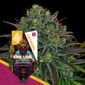 King Louis (Zamnesia Seeds) feminizada