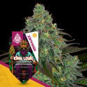 King Louis Automatic (Zamnesia Seeds) feminizada