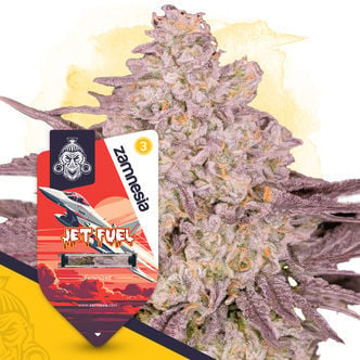 Jet Fuel (Zamnesia Seeds) feminizada