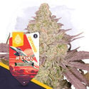 Jet Fuel Automatic (Zamnesia Seeds) feminizada