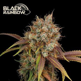 Black Rainbow (Seedstockers) feminizada