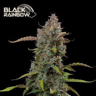 Black Rainbow Auto (Seedstockers) Feminizada