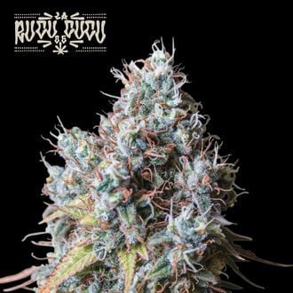 Rucu Cucu OG (Seedstockers) feminizada