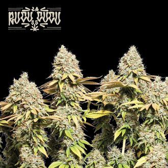 Rucu Cucu OG Auto (Seedstockers) Feminizada