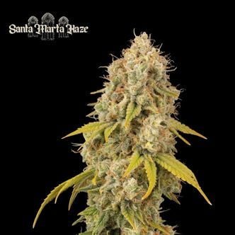 Santa Marta Haze (Seedstockers) feminizada