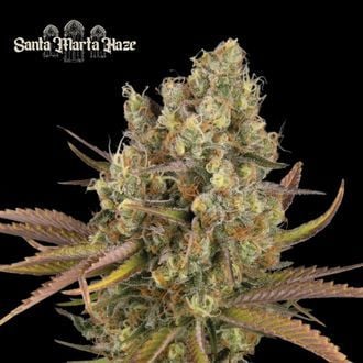 Santa Marta Haze Auto (Seedstockers Superior) feminizada