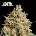 Triton Biscotte Lime Auto (Seedstockers) feminizada