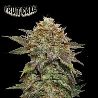 Fruit Cake (Seedstockers) feminizada