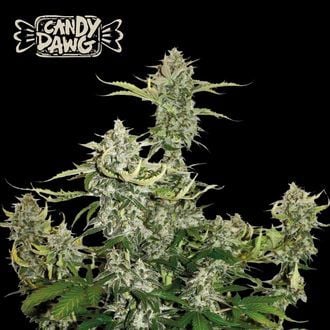 Candy Dawg Auto (Seedstockers) Feminizada