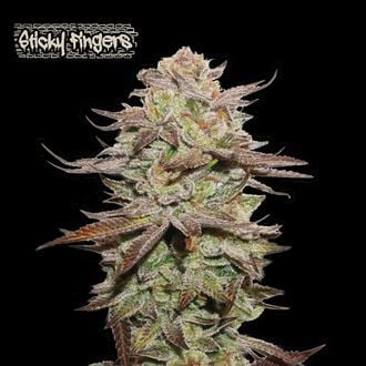 Sticky Fingers Auto (Seedstockers) feminizada