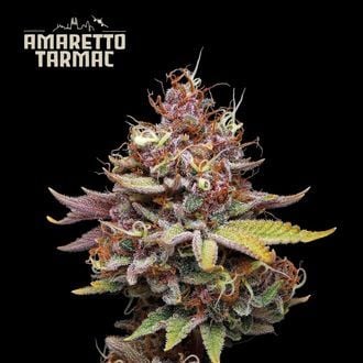 Amaretto Tarmac (Seedstockers) feminizada