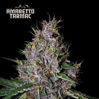 Amaretto Tarmac Auto (Seedstockers) feminizada