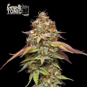 Terp & Tonic (Seedstockers) feminizada