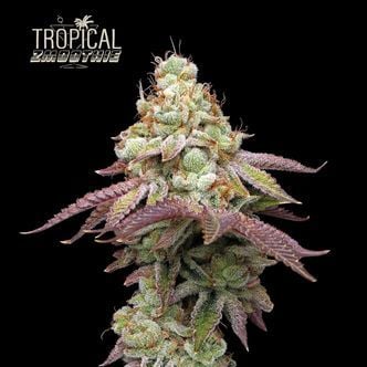 Tropical Zmoothie (Seedstockers) feminizada