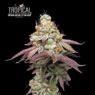 Tropical Zmoothie (Seedstockers) feminizada