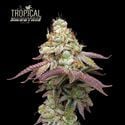 Tropical Zmoothie (Seedstockers) feminizada