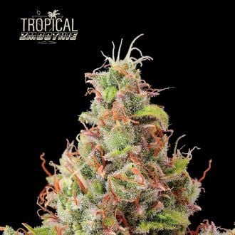 Tropical Zmoothie Auto (Seedstockers) feminizada