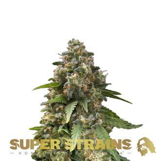 Enemy Of The State (Super Strains) feminizada