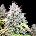 Apple OG (Pure Instinto) feminizada